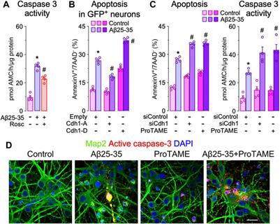 Amyloid-β Induces Cdh1-Mediated Rock2 Stabilization Causing Neurodegeneration